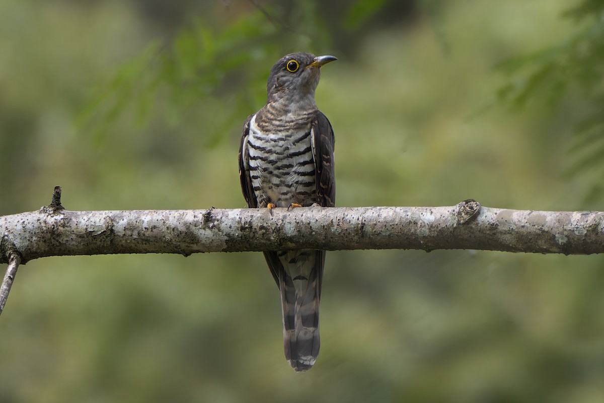 Indian Cuckoo - ML558513821