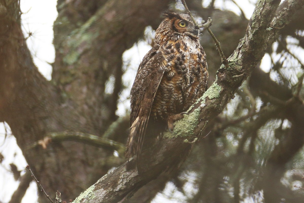 Great Horned Owl - ML558519891