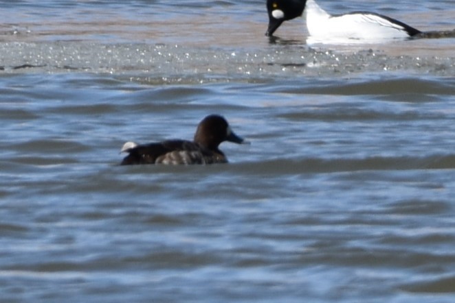 Greater Scaup - ML558520861