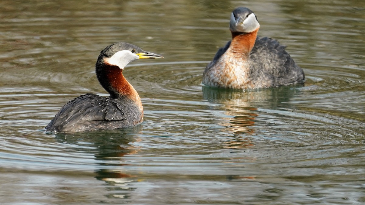 Red-necked Grebe - ML558521831