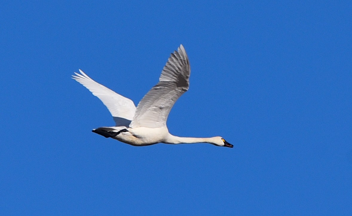 Tundra Swan - D & I Fennell
