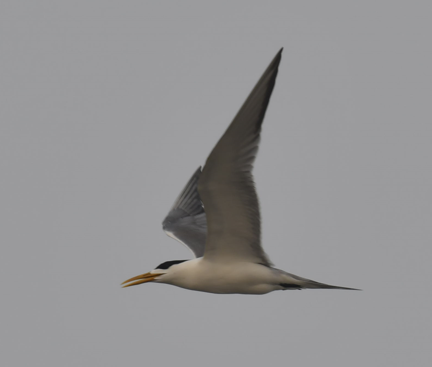 Great Crested Tern - ML558526711