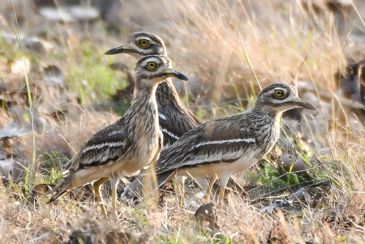 Indian Thick-knee - ML558529091