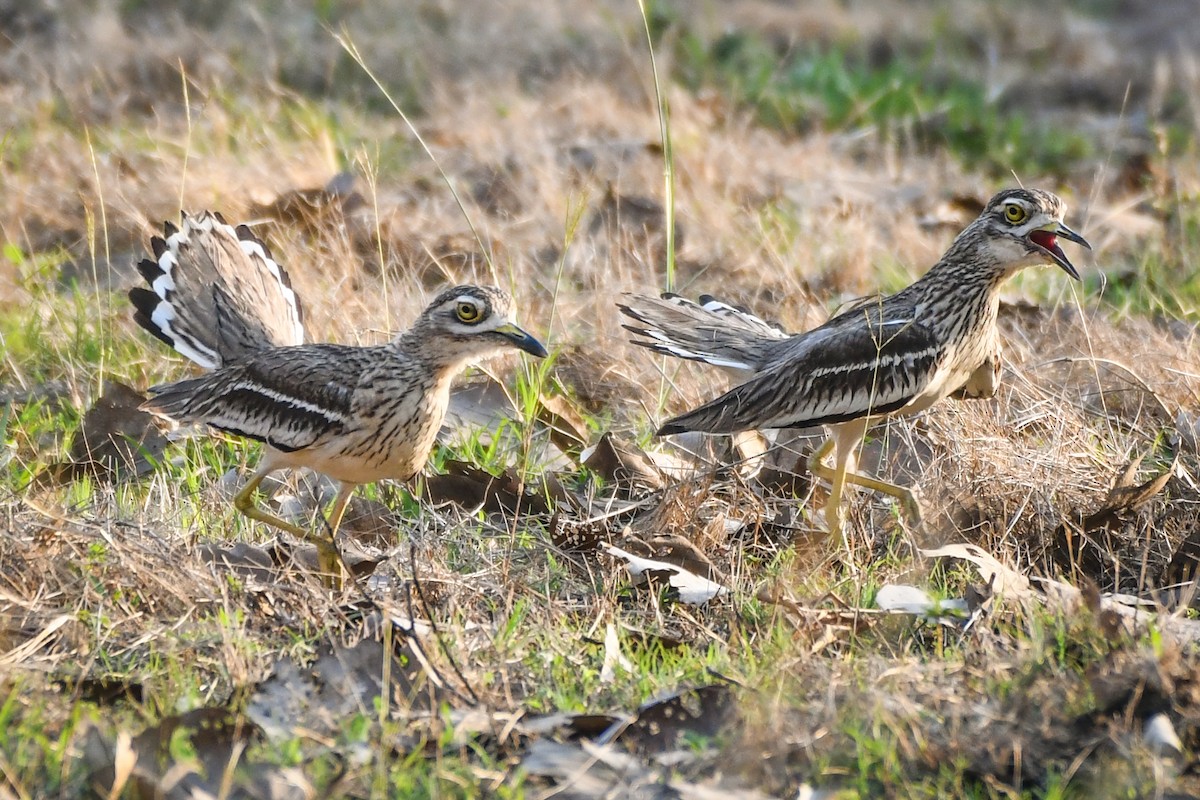 Indian Thick-knee - ML558529131