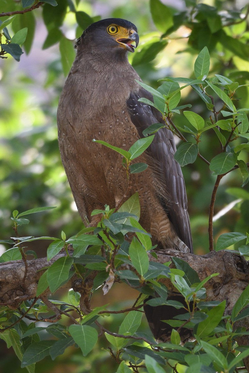 Crested Serpent-Eagle - ML558529261