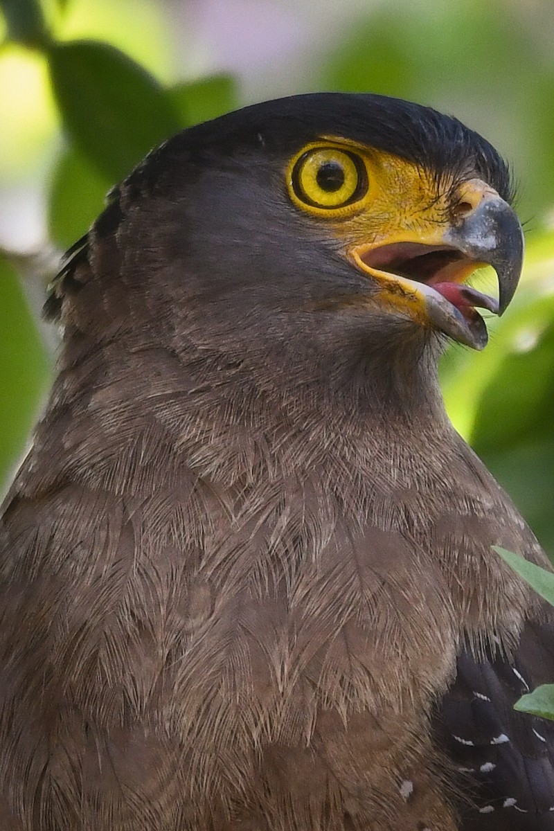 Crested Serpent-Eagle - ML558529271