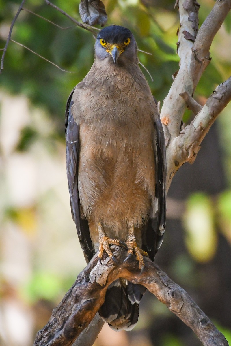 Crested Serpent-Eagle - ML558529331