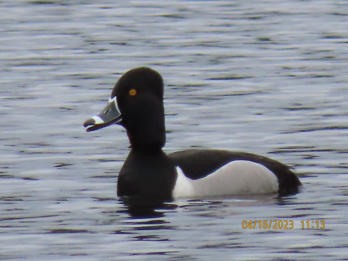 Ring-necked Duck - ML558529401