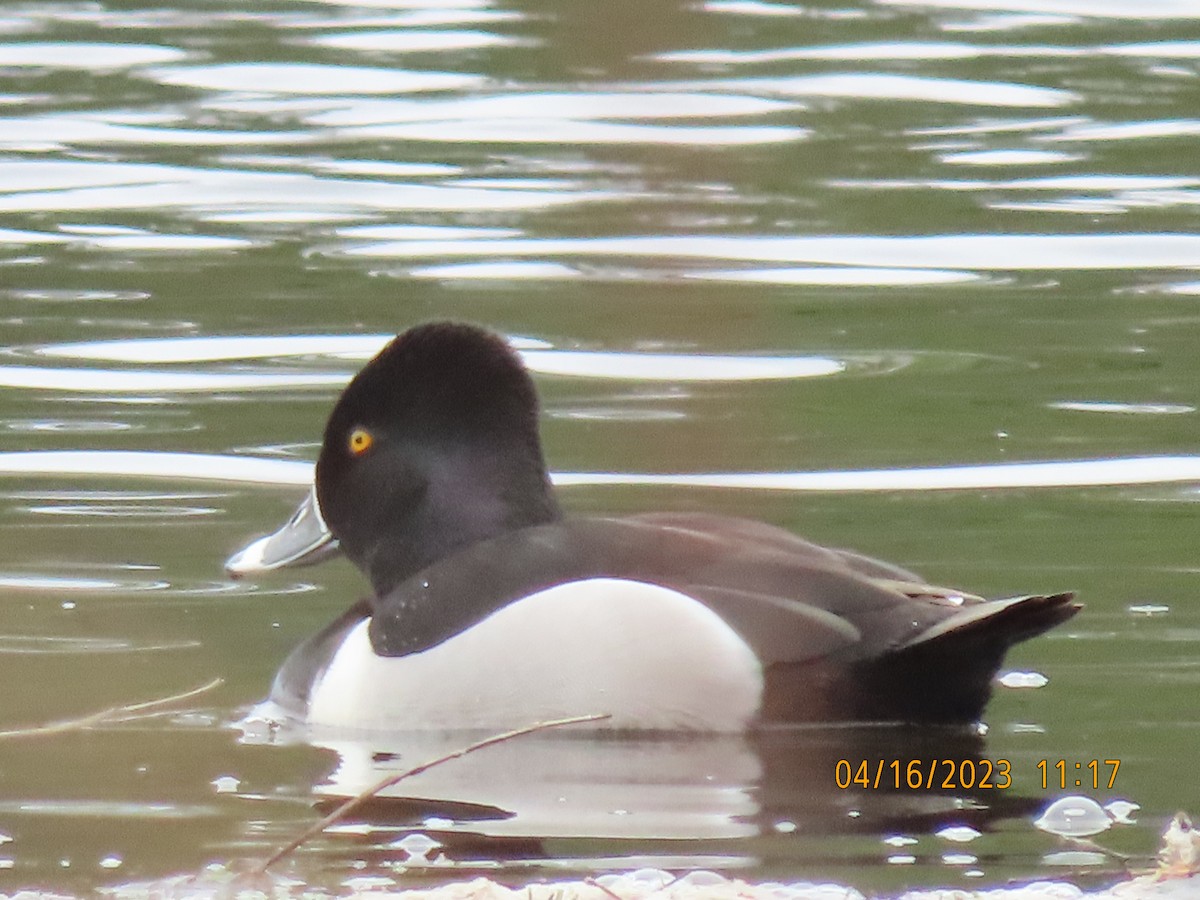 Ring-necked Duck - ML558529491