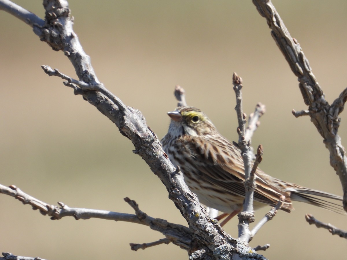 Savannah Sparrow - ML558533031