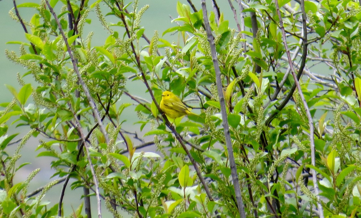 Yellow Warbler - Mike Hearell
