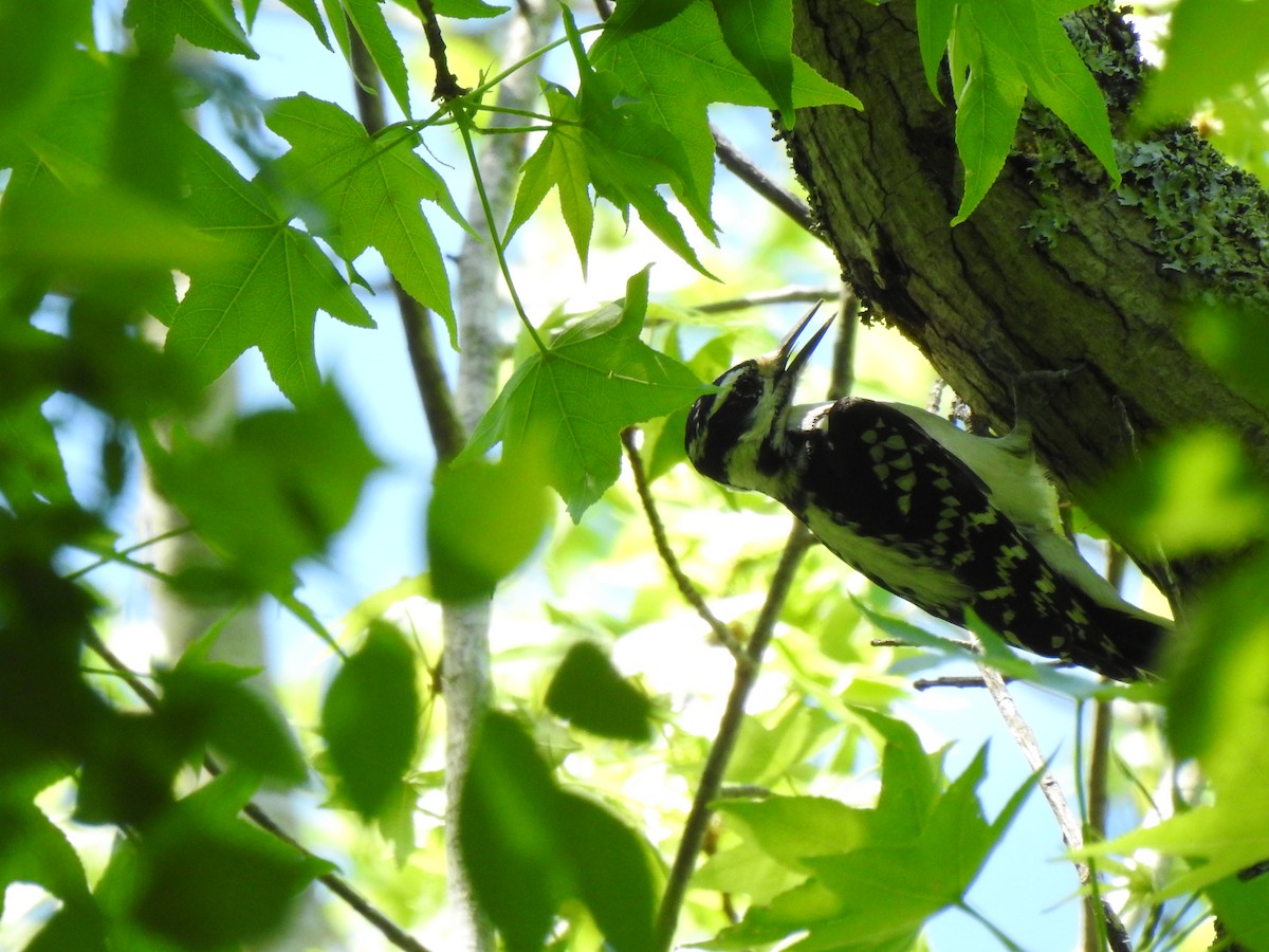 eBird Checklist 16 Apr 2023 Stumpy Lake Natural Area 23 species