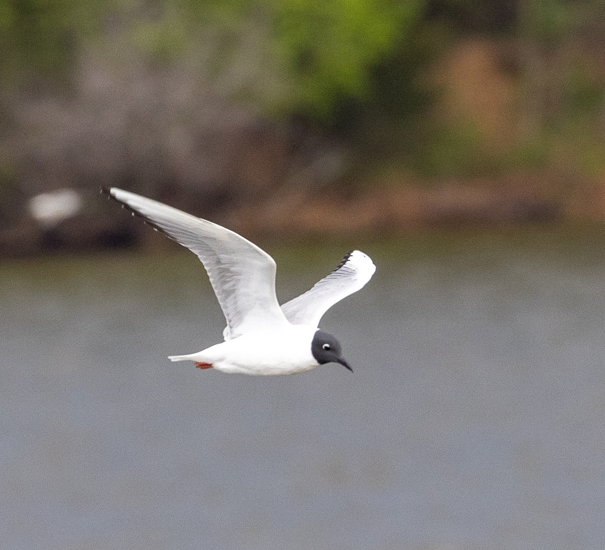 Ebird Checklist Apr Crab Orchard Nwr Wolfcreek Meadow Overlook Species