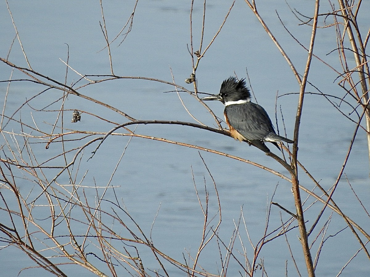 Belted Kingfisher - ML558549211