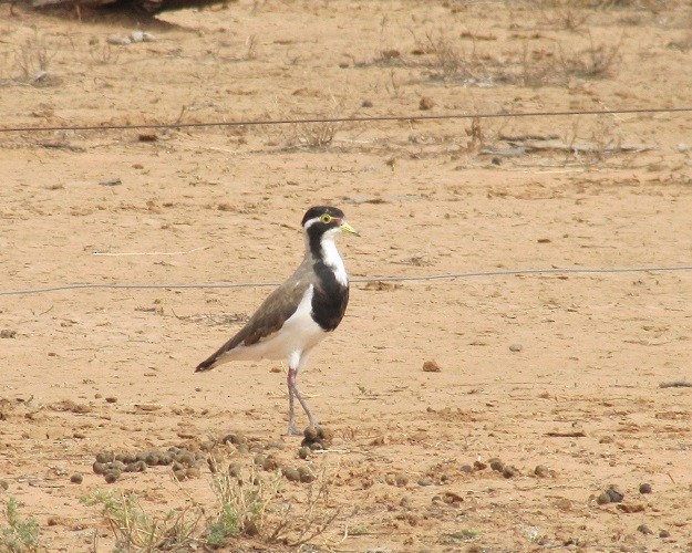Banded Lapwing - ML55855211