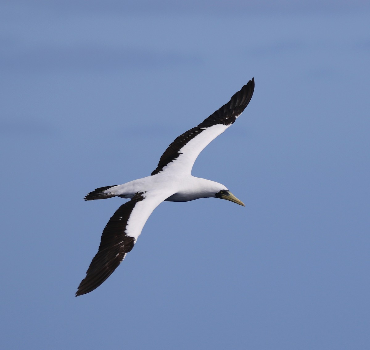 Masked Booby - ML558557091