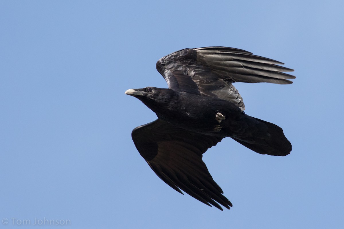 Common Raven - Tom Johnson