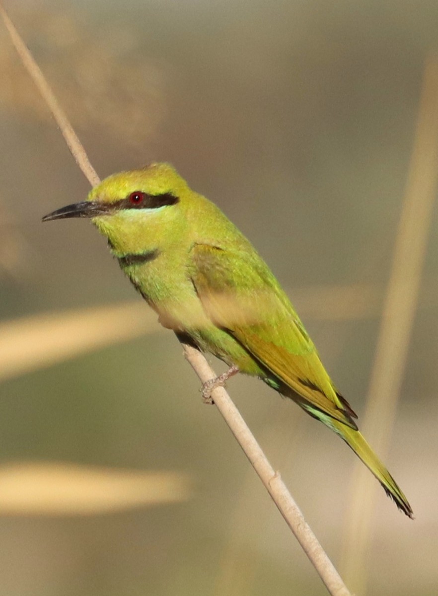 African Green Bee-eater - ML558558001