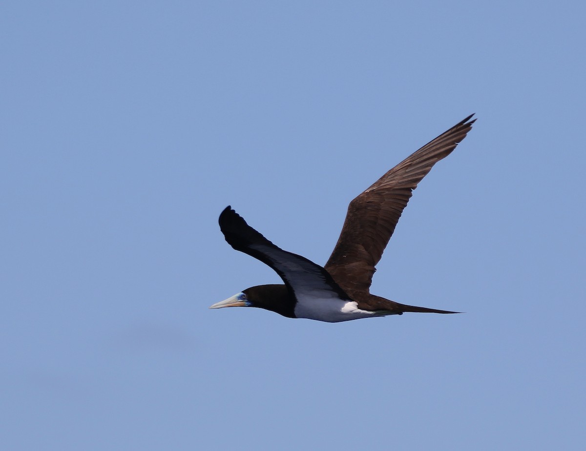 Brown Booby - ML558559401
