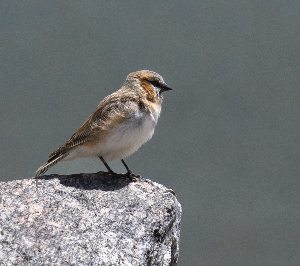 Rufous-necked Snowfinch - ML558559931