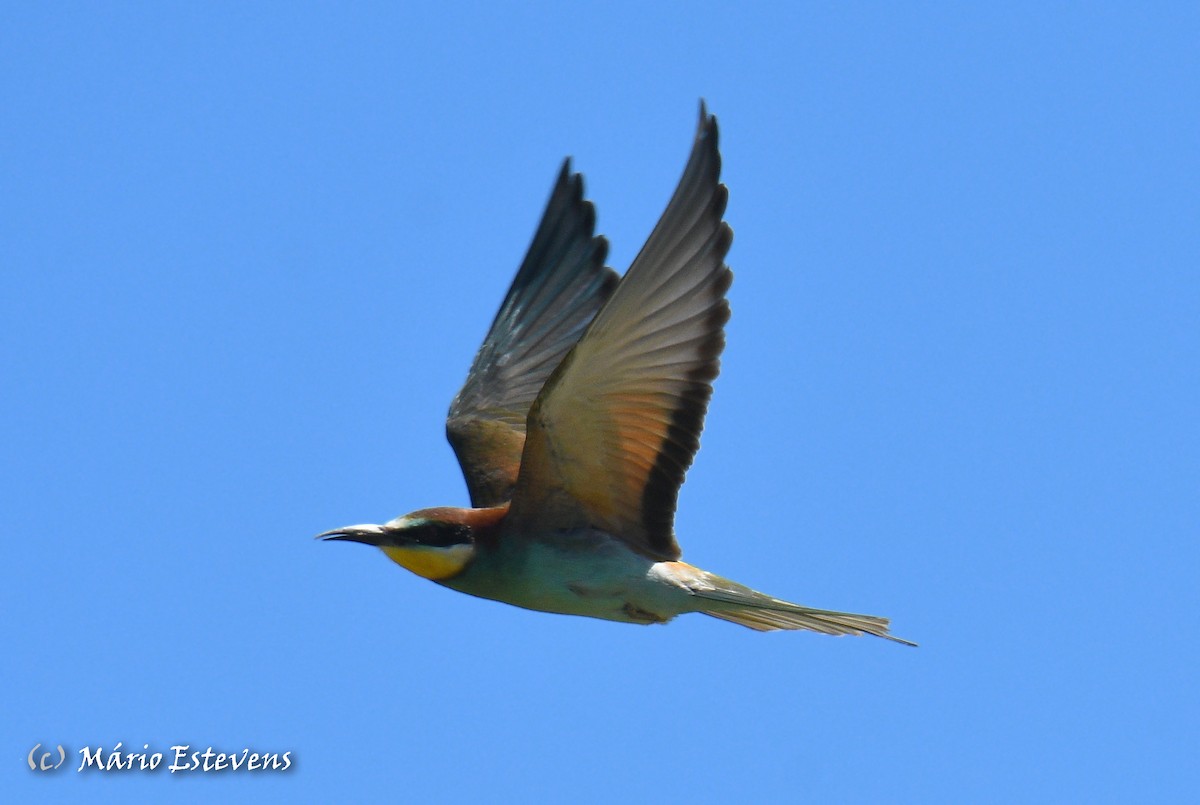 European Bee-eater - ML558563881