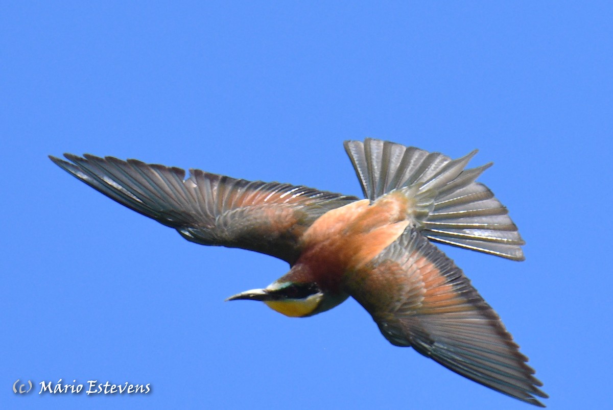 European Bee-eater - ML558563891