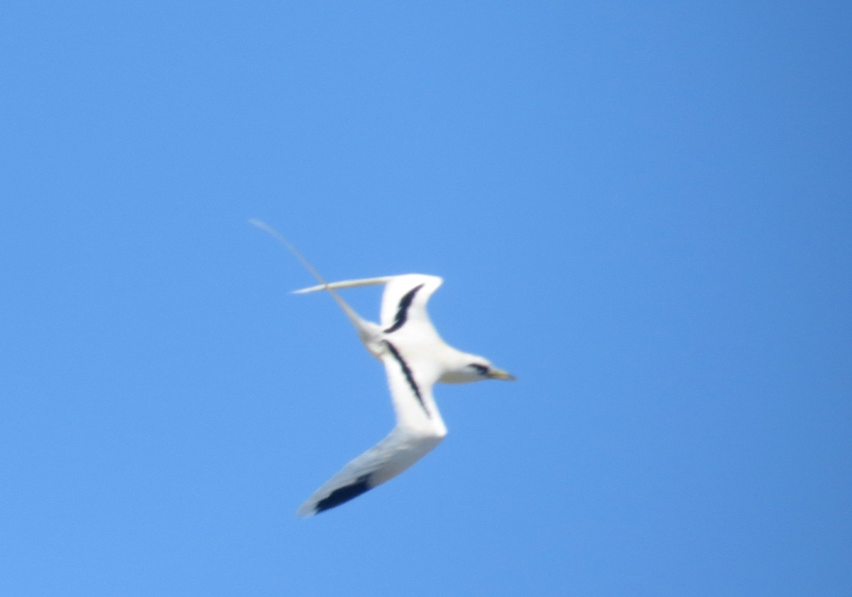 White-tailed Tropicbird - ML558571051