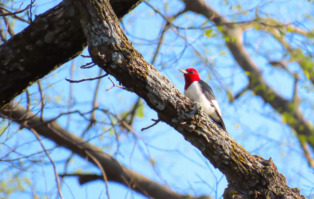 Red-headed Woodpecker - ML558571061