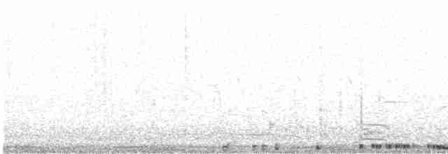 holub skalní (domácí) - ML558572861