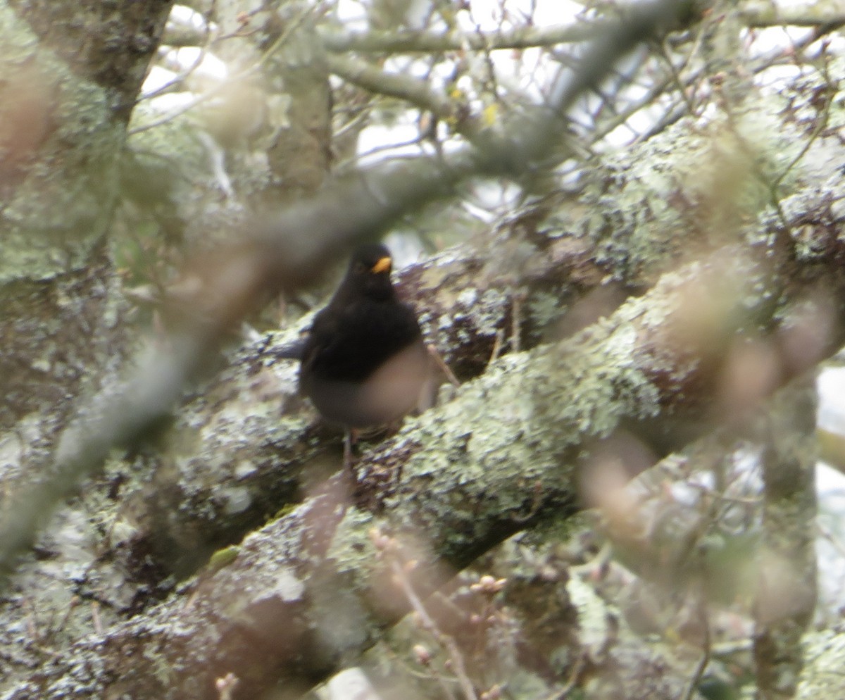 Eurasian Blackbird - ML558573471