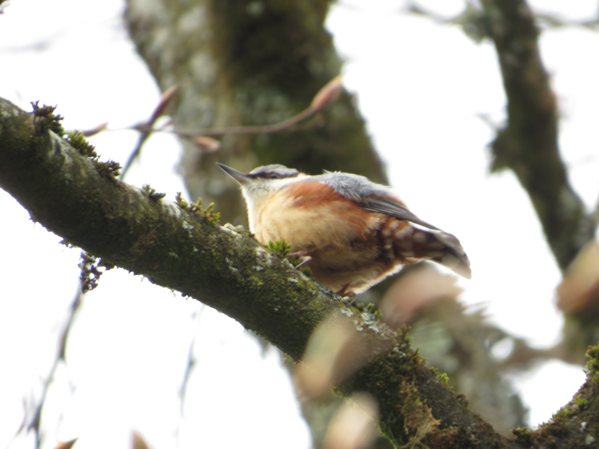 Eurasian Nuthatch - Rob Andrew