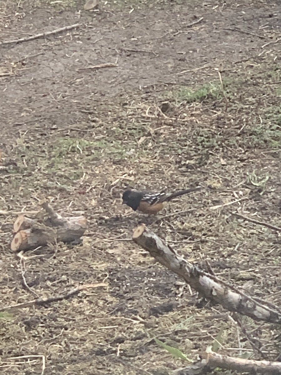 Spotted Towhee - ML558574471