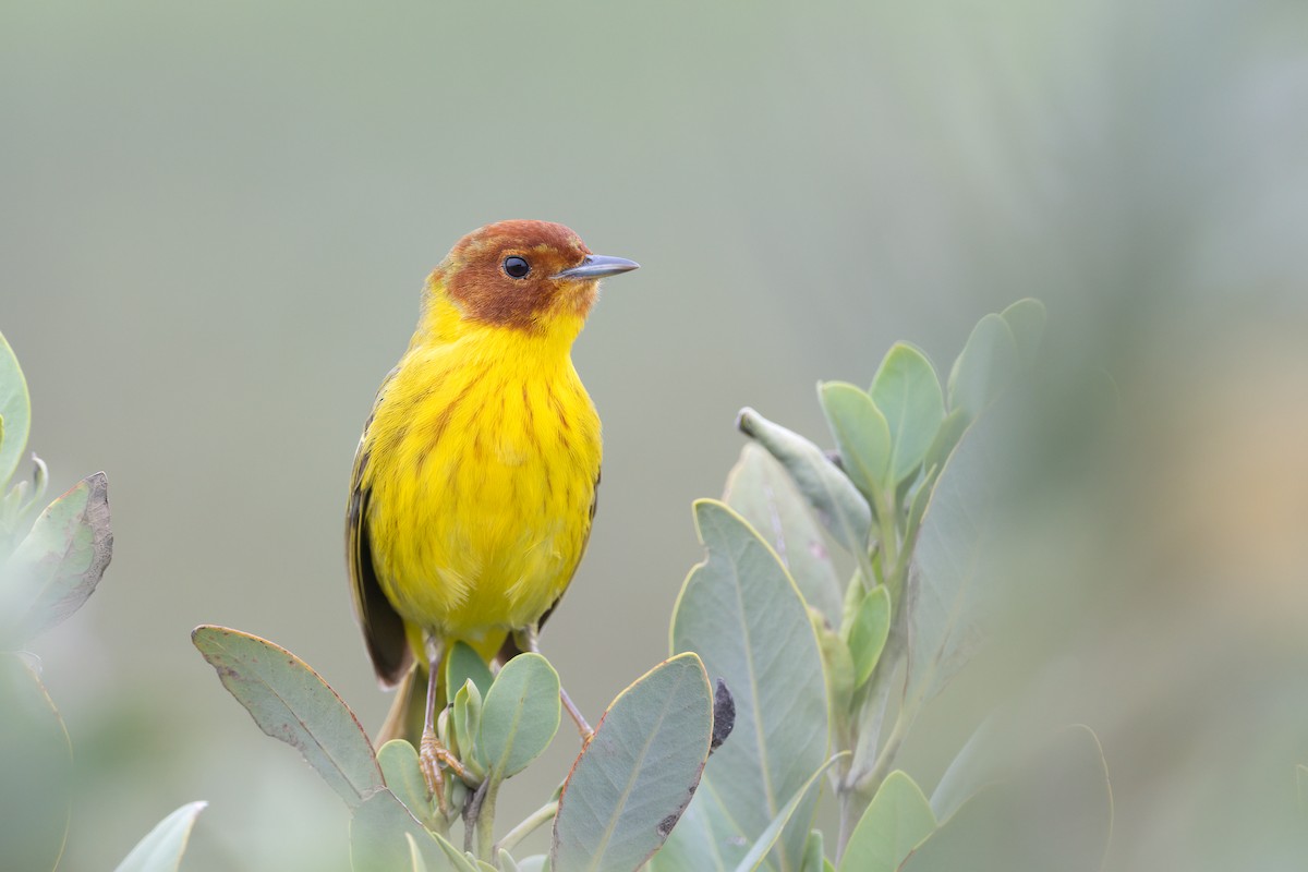 Yellow Warbler (Mangrove) - ML558575121