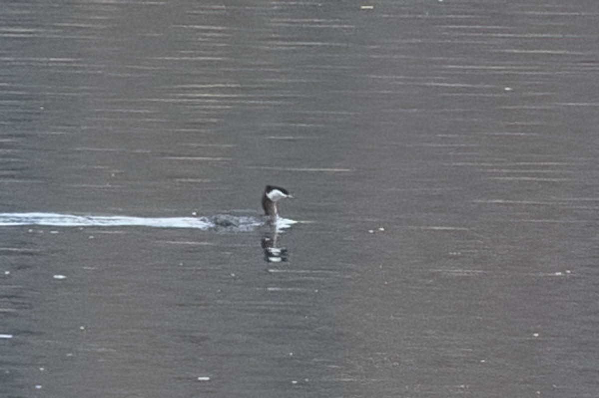 Red-necked Grebe - ML558575661
