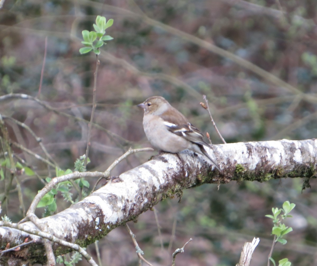 Common Chaffinch - Rob Andrew