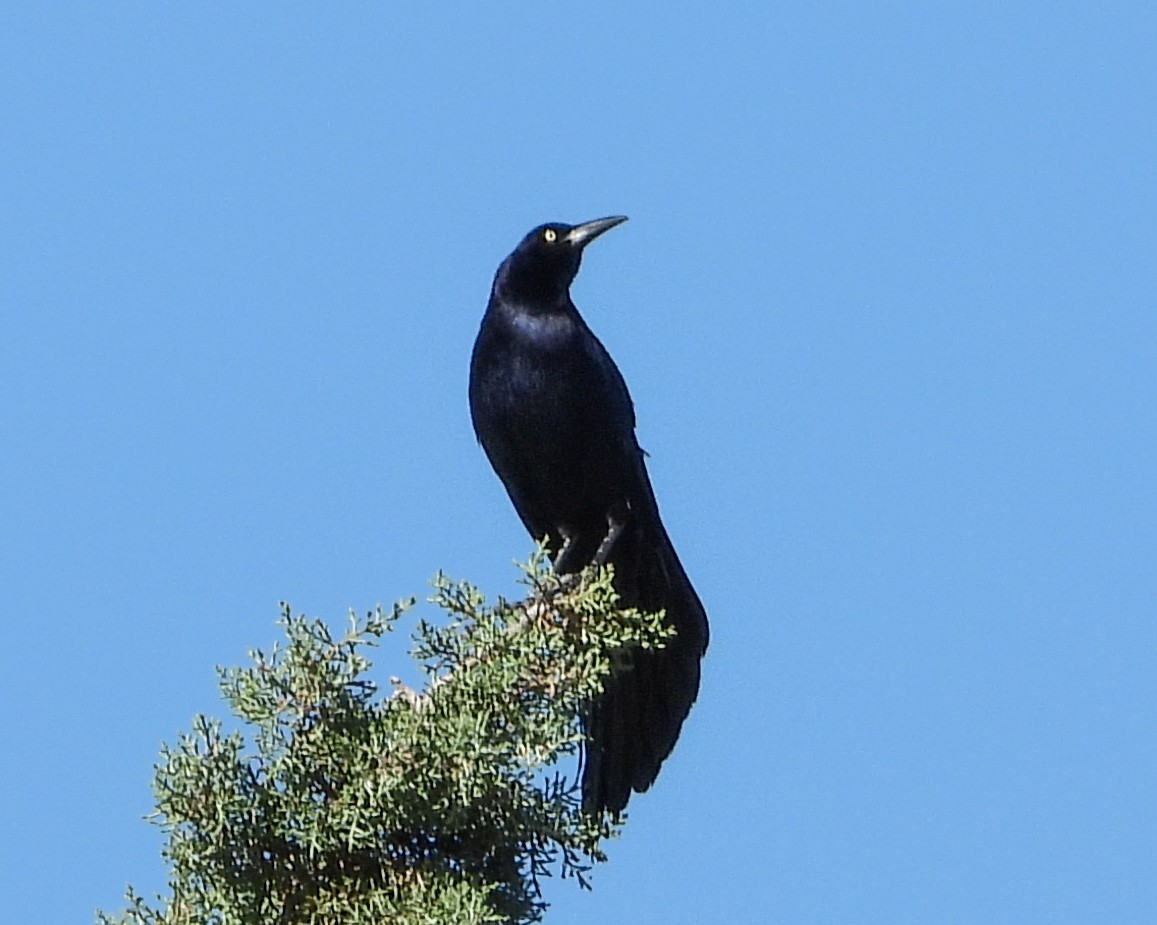 Great-tailed Grackle - ML558577161