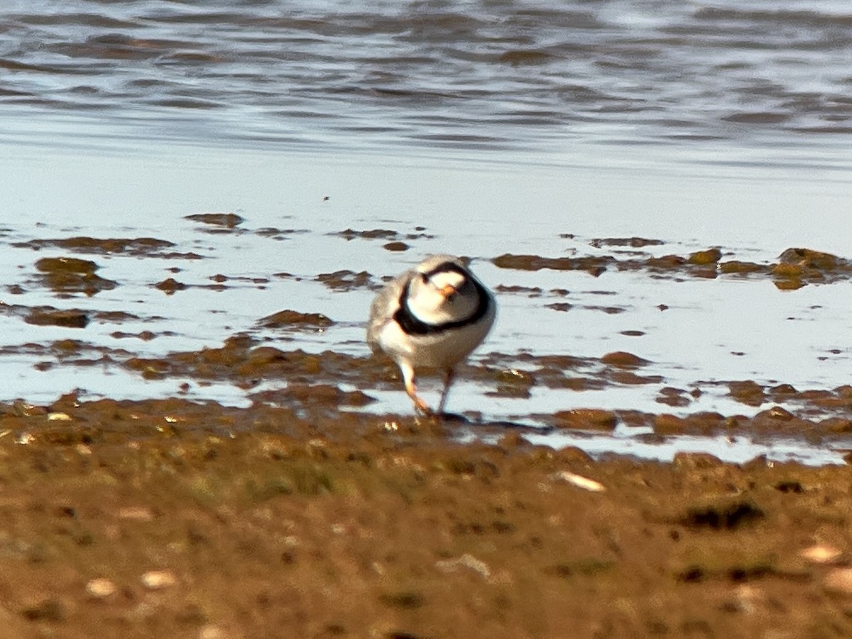 Piping Plover - ML558580211