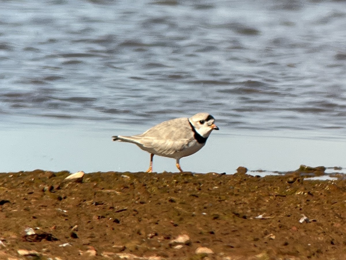 Piping Plover - ML558580221