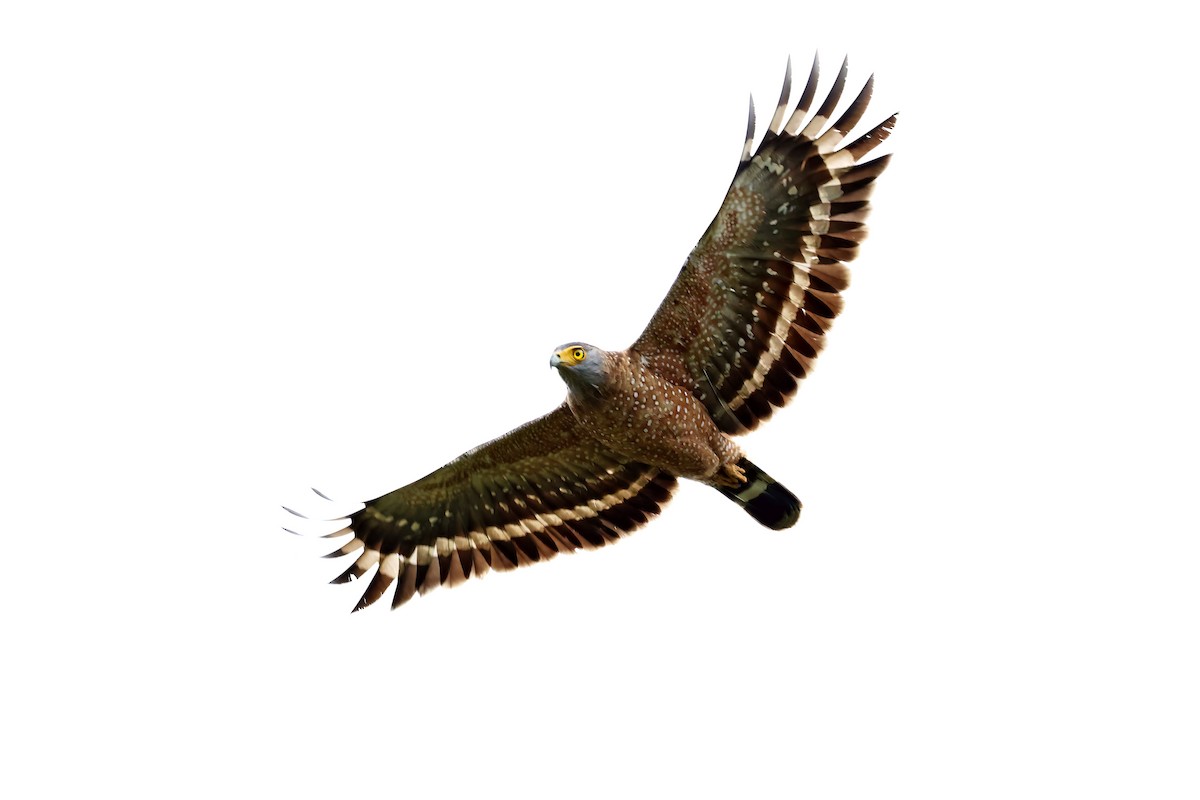 Philippine Serpent-Eagle - ML558580571