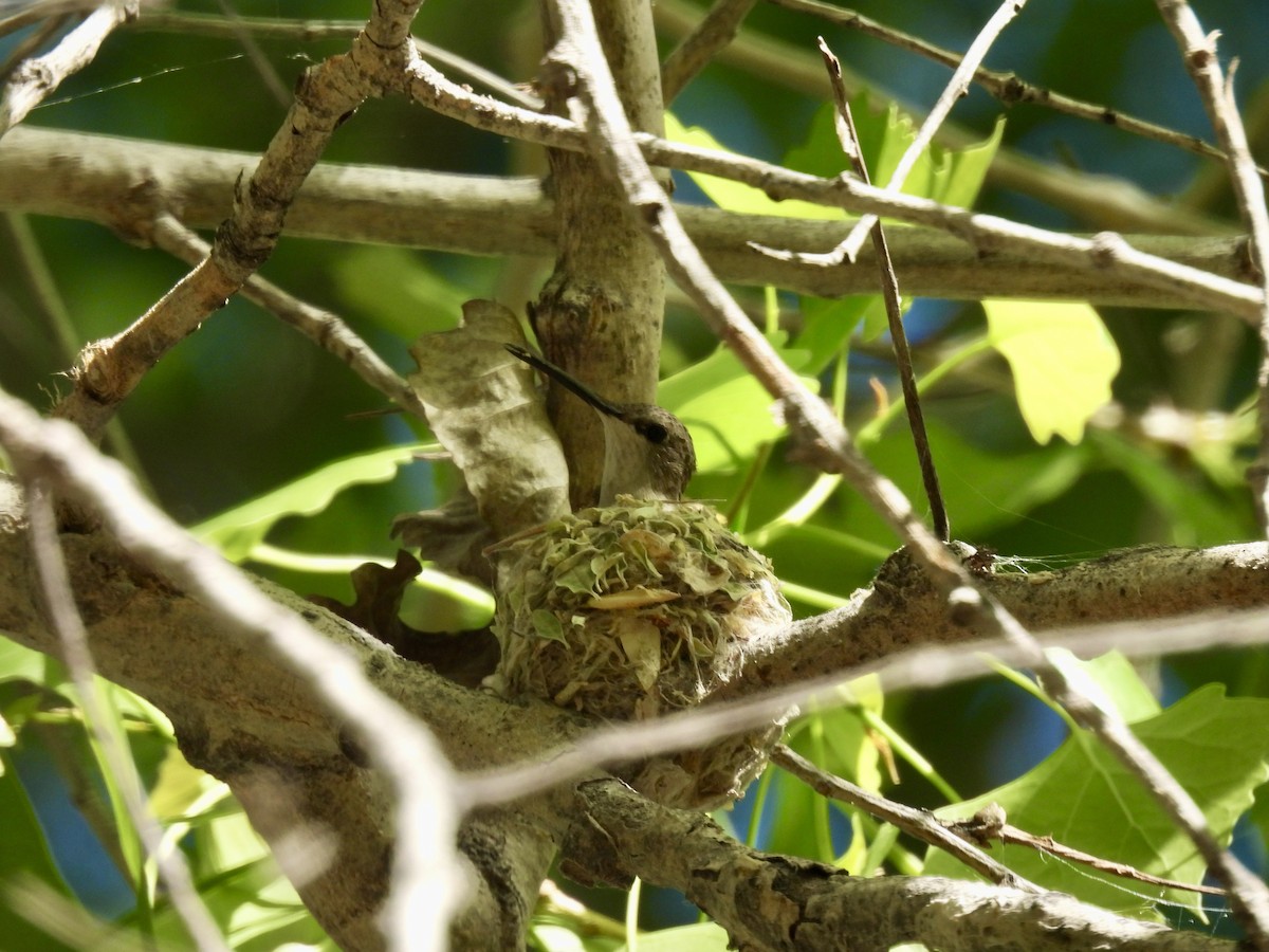 Black-chinned Hummingbird - ML558581011
