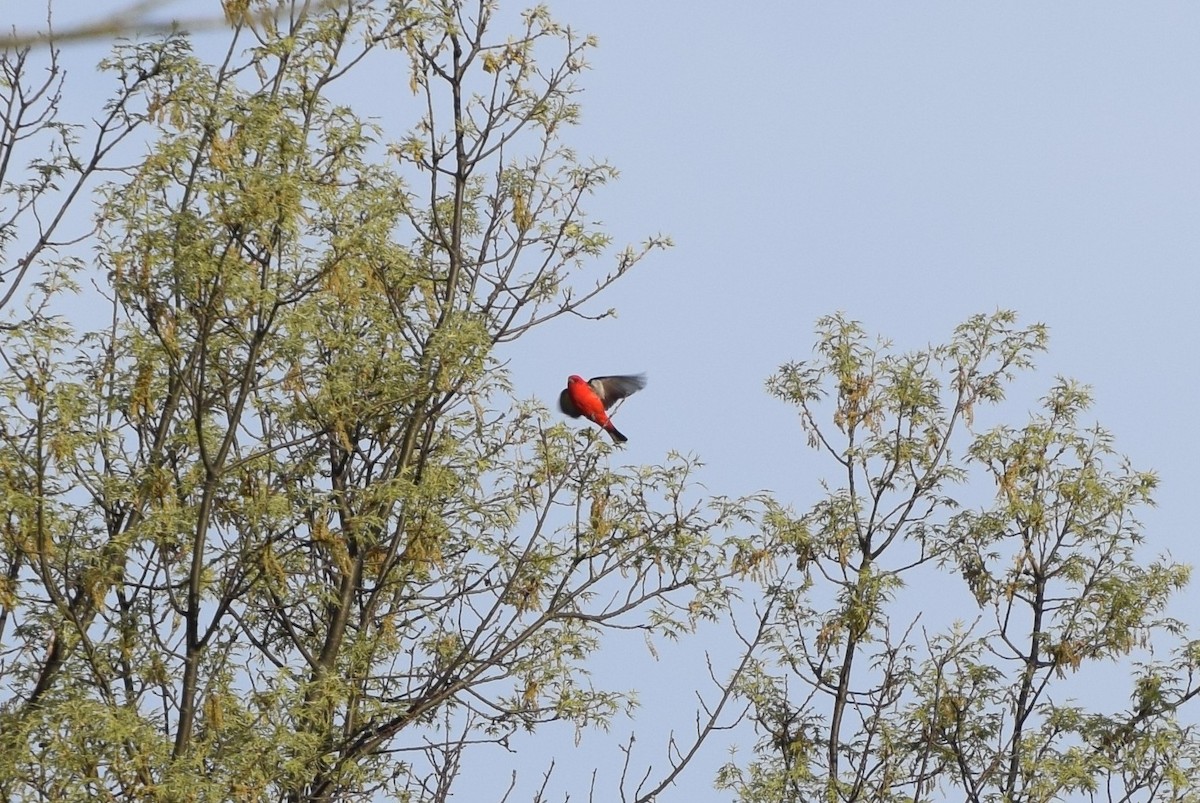 Scarlet Tanager - ML55858151