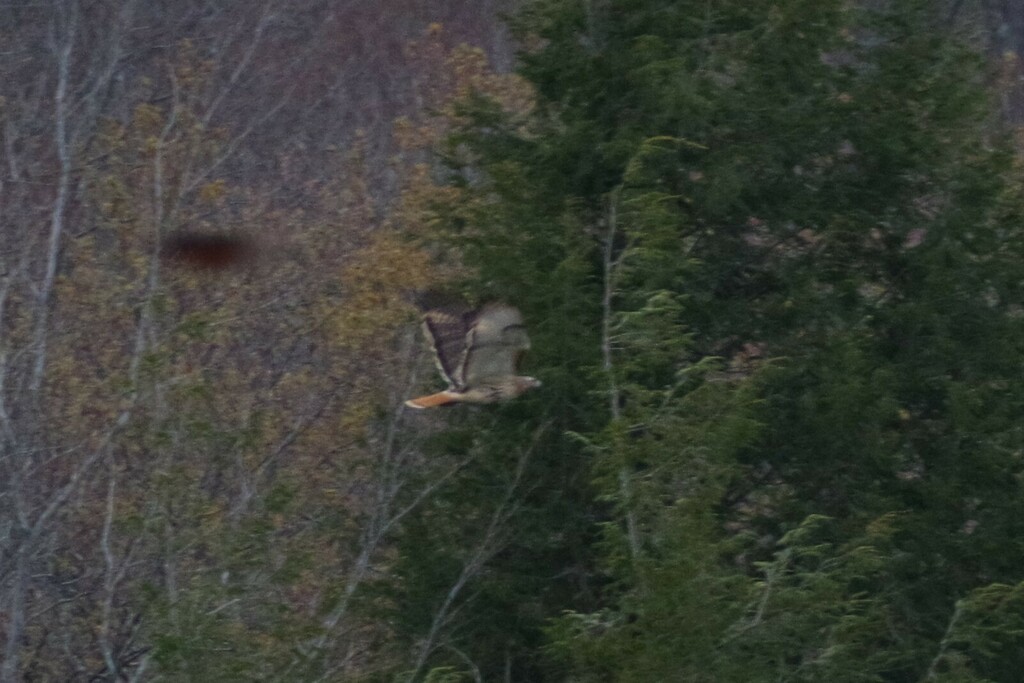 Red-tailed Hawk (borealis) - ML558584151