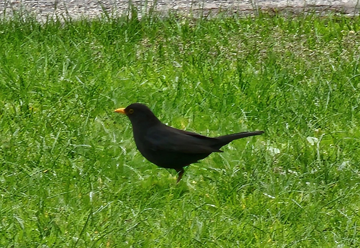 Eurasian Blackbird - ML558586311