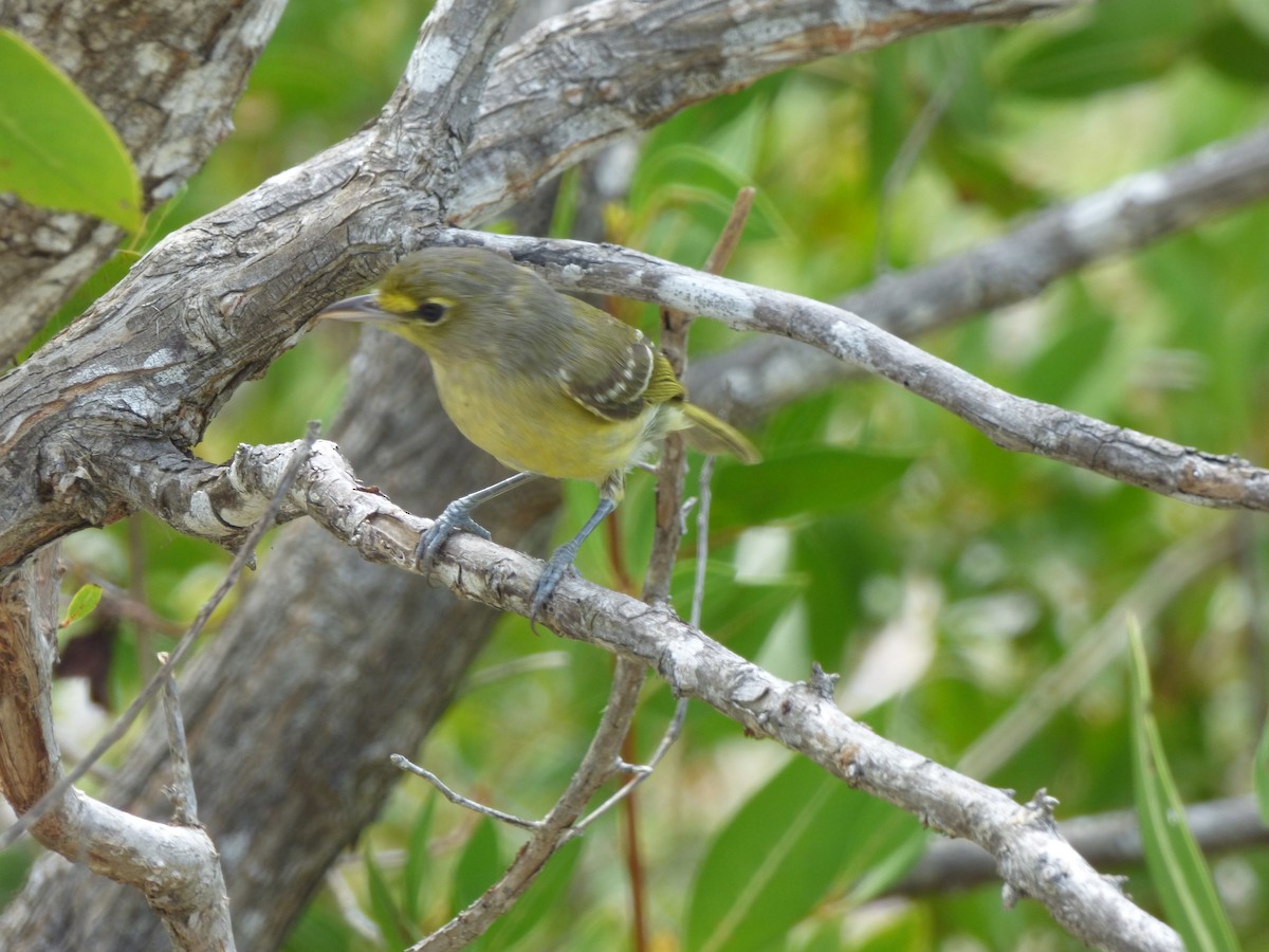 Thick-billed Vireo - ML55858721