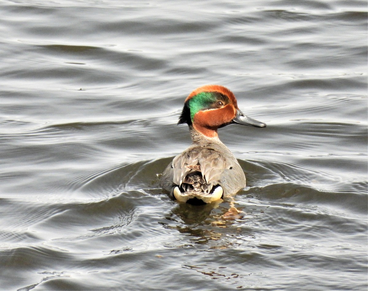 Green-winged Teal - ML558589301