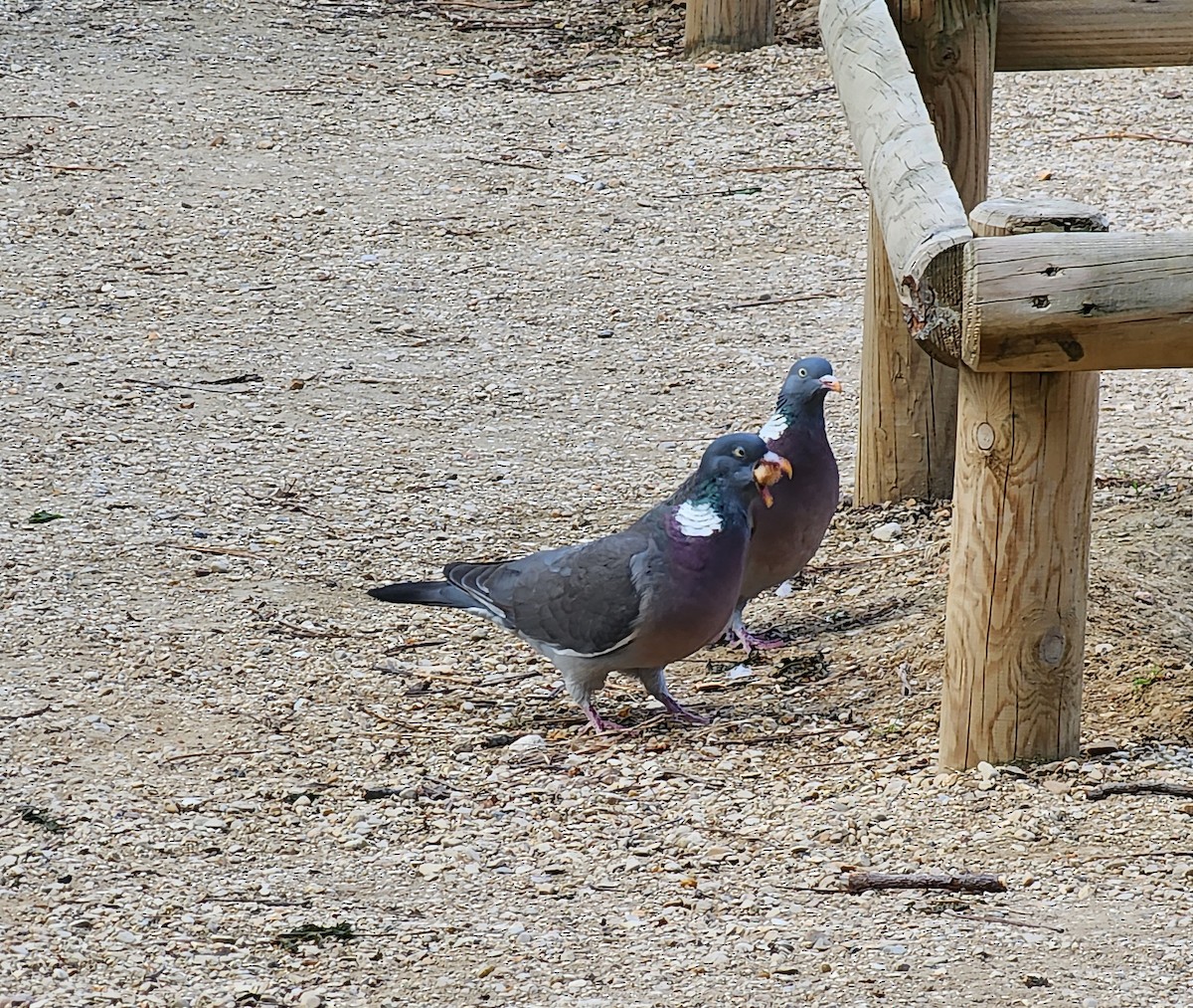 Common Wood-Pigeon - ML558590741