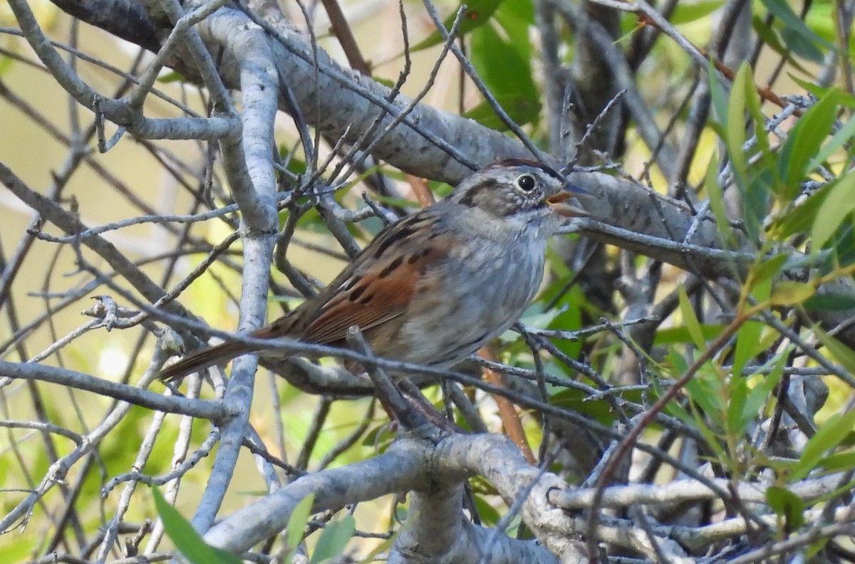 Swamp Sparrow - ML558598181
