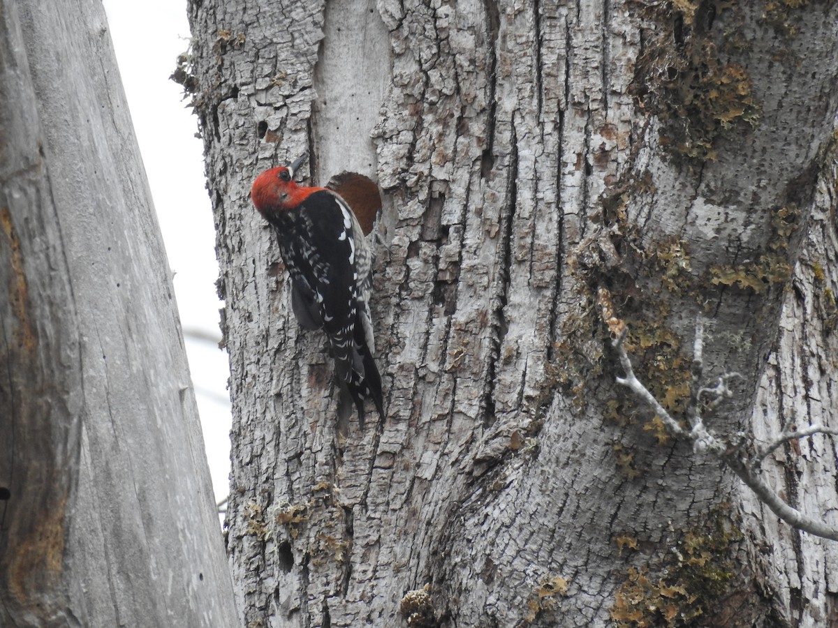 Red-breasted Sapsucker - ML558602791