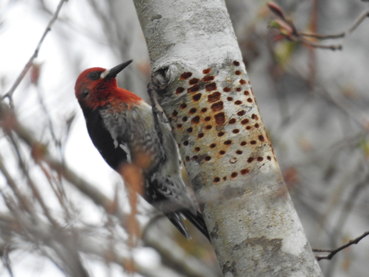 Red-breasted Sapsucker - ML558602801