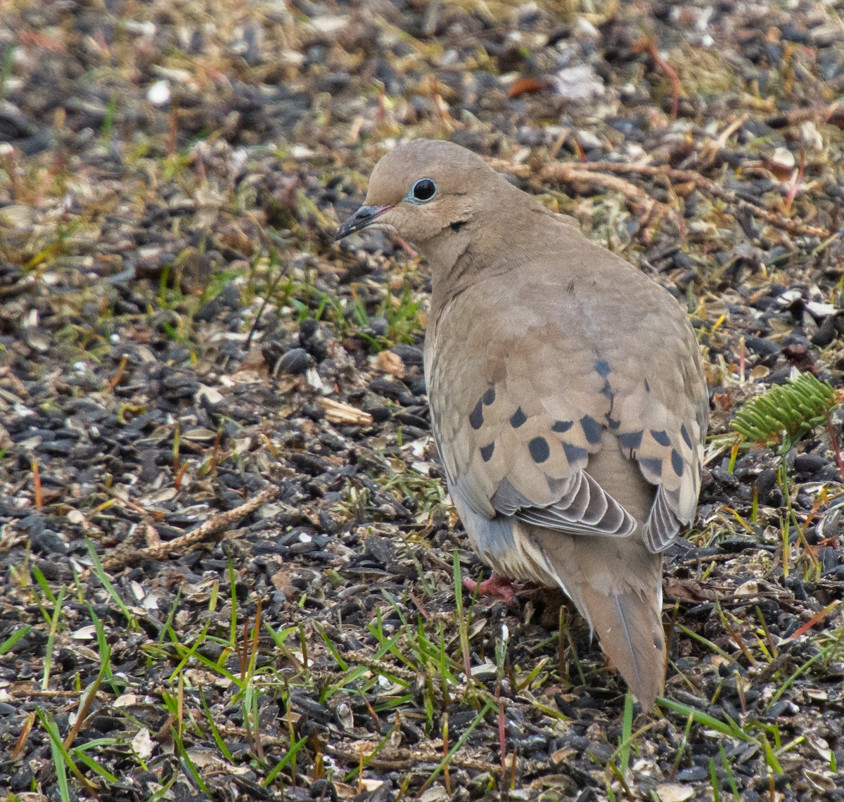 eBird Checklist - 16 Apr 2023 - 191 Fish Hatchery Road Dorion - 21 species